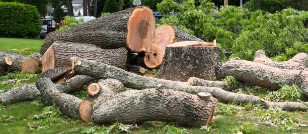 Trusted Wellsboro, PA Tree Services Experts